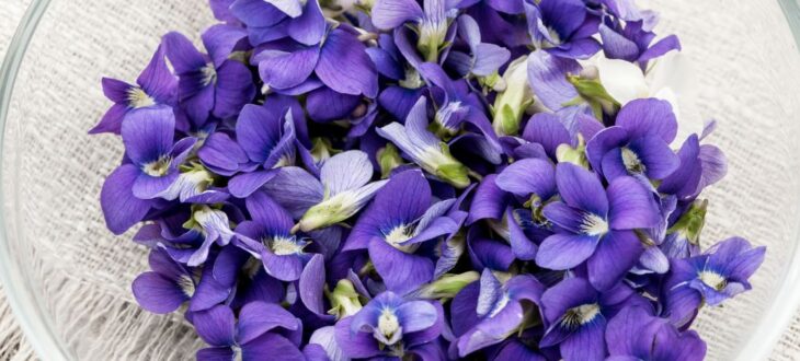 Violets in Bowl