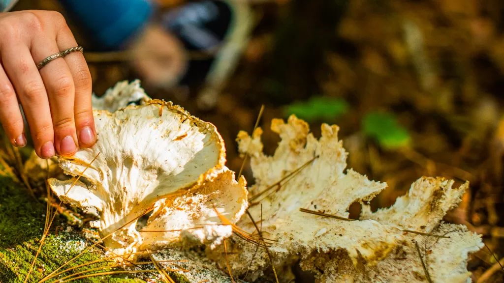 During a fall field trip about terrestrial ecosystems, a student touches fungus while learning about decomposers.