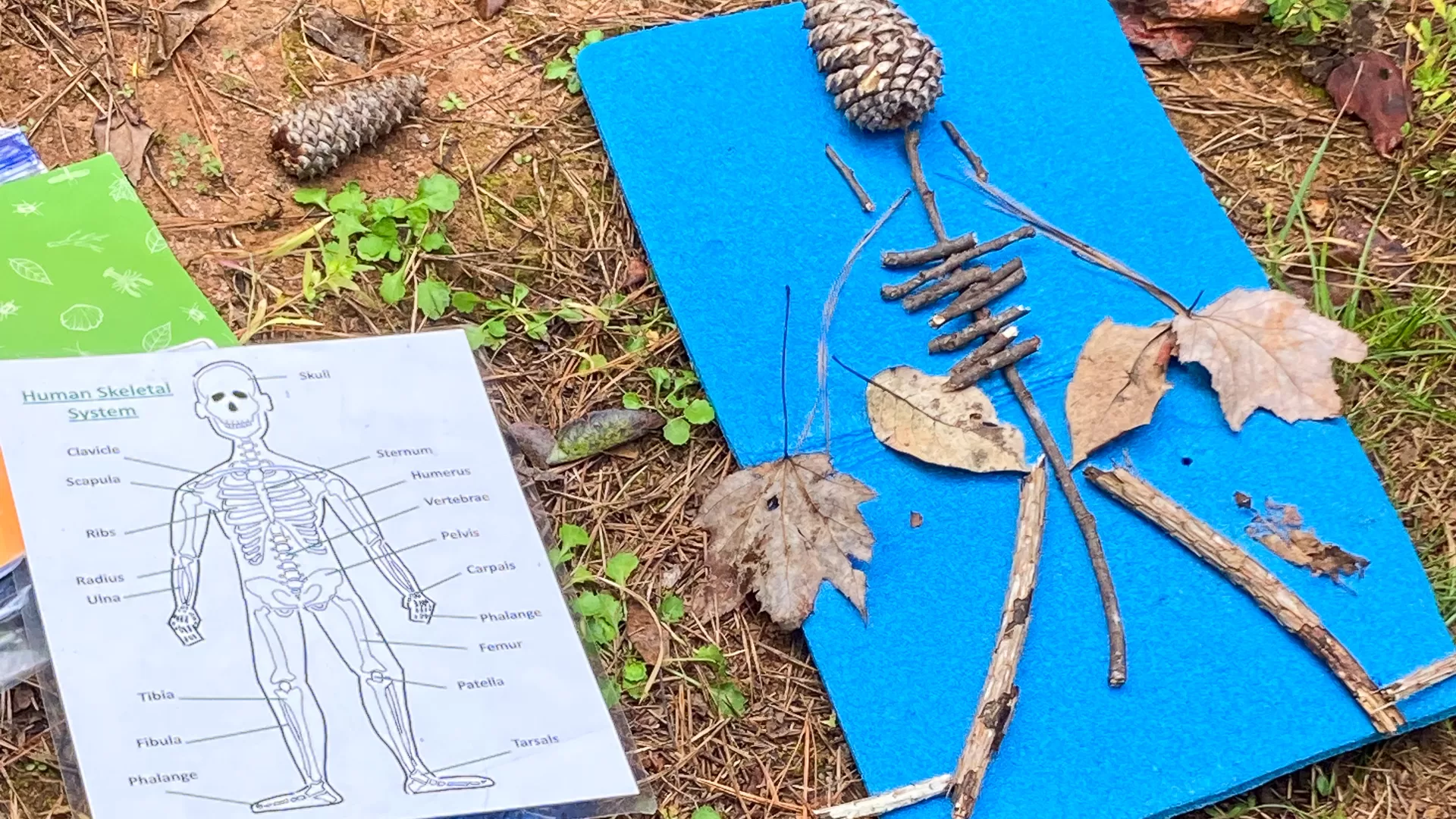 Science and art unite as students use natural objects to recreate various body systems!