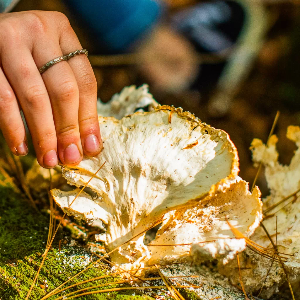 Fungi on the forest floor