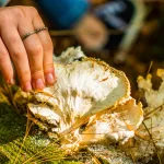 Forest Floor Expedition