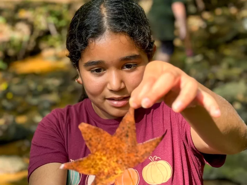 Student examines a colorful leaf during a fall field trip.