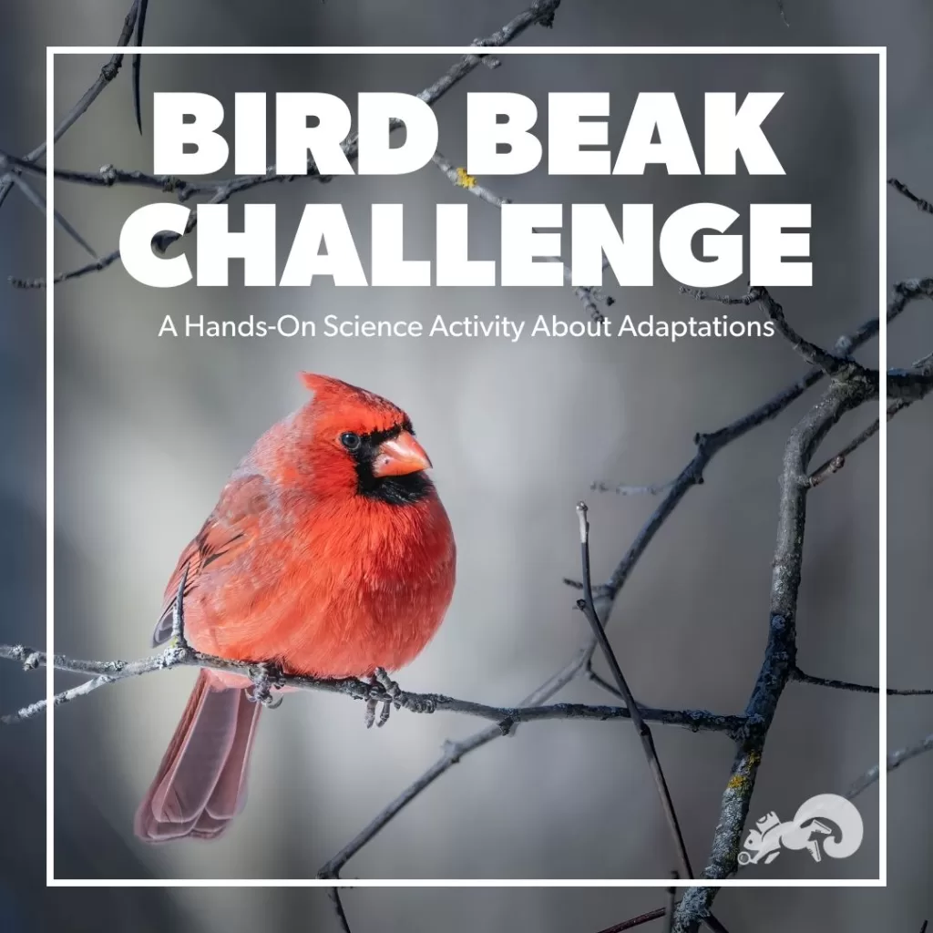 Winter Bird Beak Challenge