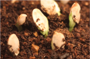 Pumpkin Seeds Sprouting